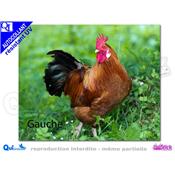 COQ AFFICHE autocollant