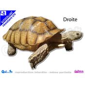 TORTUE SULCATA autocollant