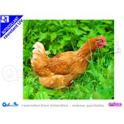 POULE ROUSSE autocollant