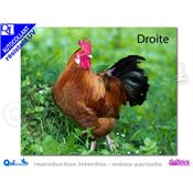 COQ AFFICHE autocollant